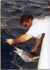 Sailfish Release - Palm Beach 2001